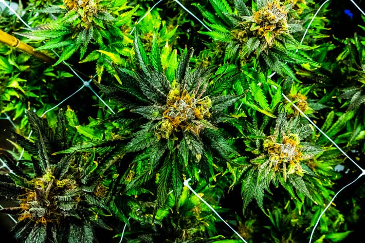 Cannabis Plants
