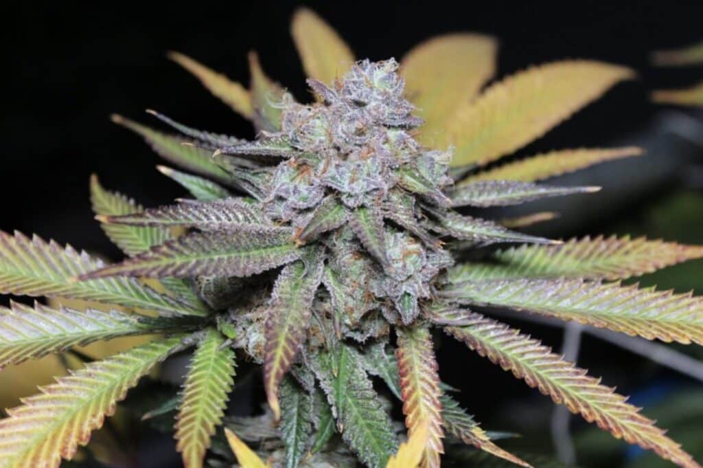 Mimosa Cannabis Strain from Blue Roots Cannabis Co. Washington