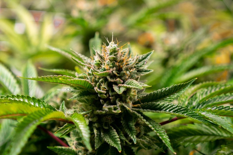 Close Up Of Flowering Cannabis Plant