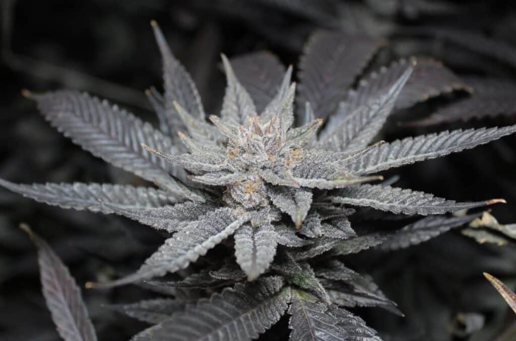 Royal Highness Cannabis Strain from Blue Roots Cannabis Co. Washington