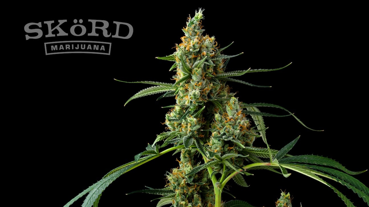 SKöRD Cannabis Lemon Shortbread Plant