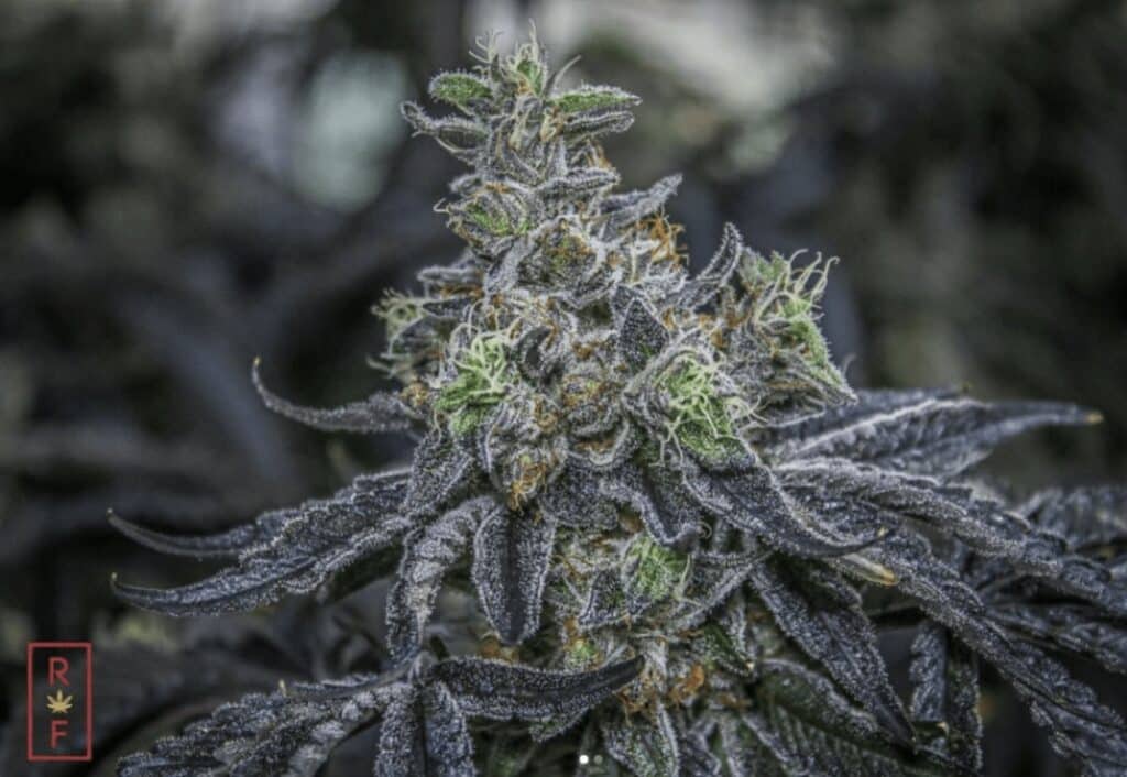 Emergen-C Cannabis Strain from Rochester Farms