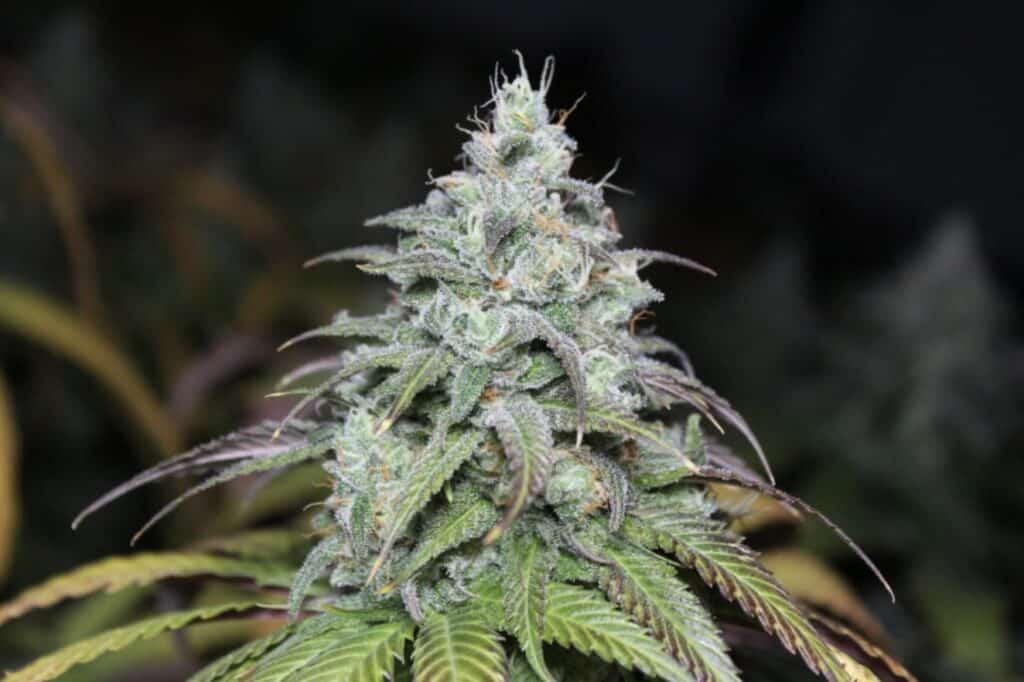 Maui Cannabis Strain from Blue Roots Cannabis Co. Washington