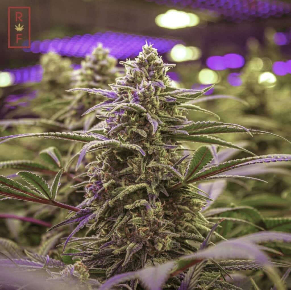 Green Crack Cannabis Plant from Rochester Farms