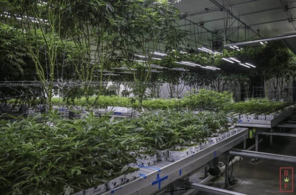 Cannabis Plants Growing at Rochester farms