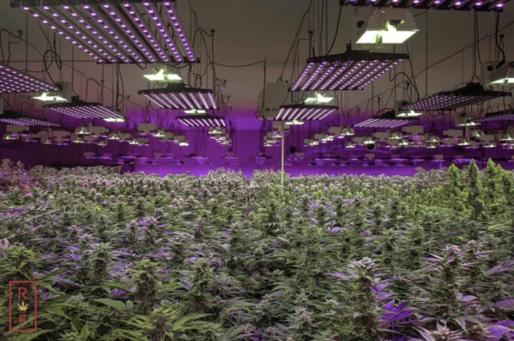 Rochester Farms Cannabis Plants Under Growing Under Lights