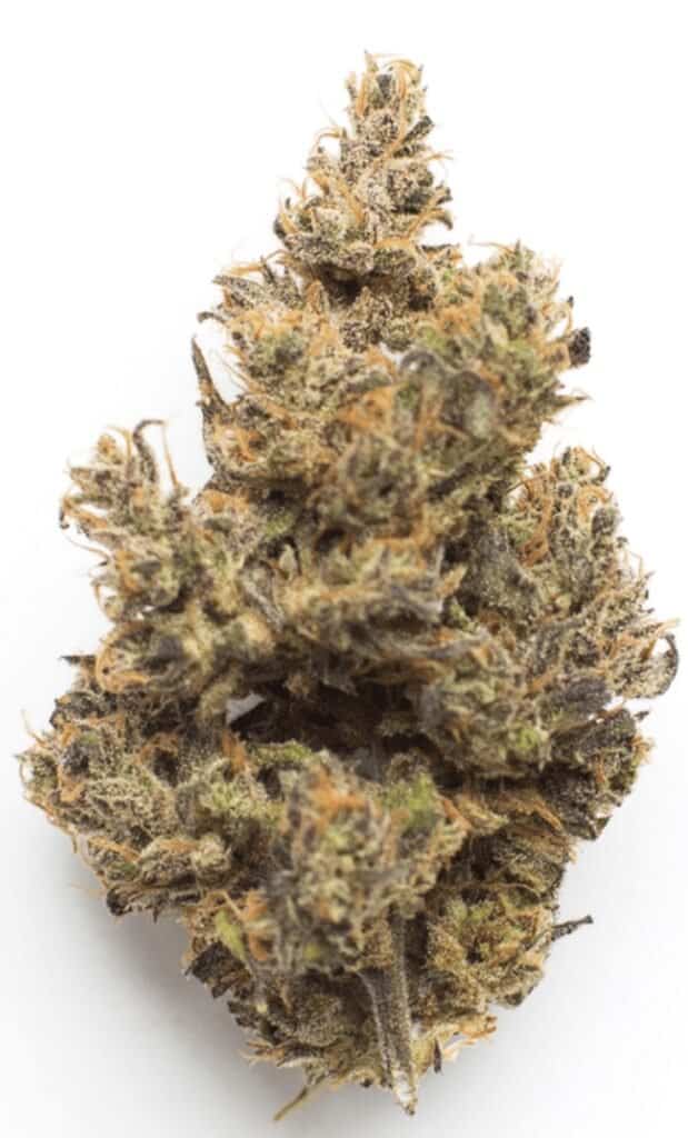 Black Cherry Soda Cannabis Weed Strain nug