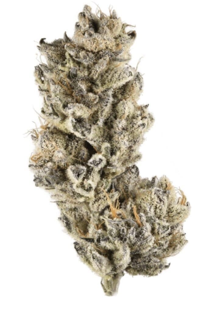 Black Cherry Punch Cannabis Weed Strain Nug