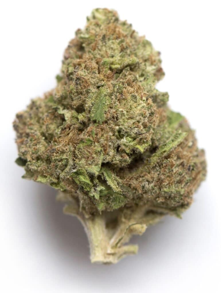 DJ Short Blueberry Rainy Day Strain