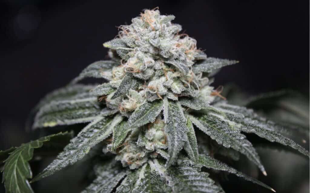 Supermax OG Cannabis Strain from Blue Roots Cannabis Co. Washington
