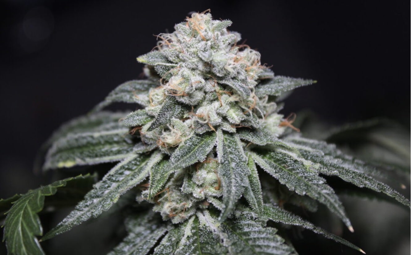 Supermax OG Cannabis Strain from Blue Roots Cannabis Co. Washington