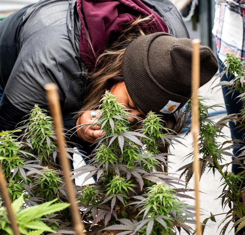 TreehawkCannabisCinderBeccaFlower