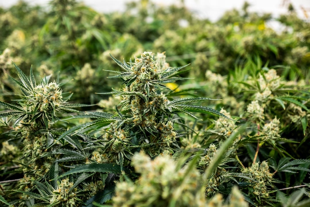 BudtendersCInderLilacCityGardensSpokane