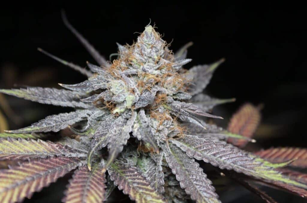 UW Purple Strain from Blue Roots Cannabis Co. Washingotn