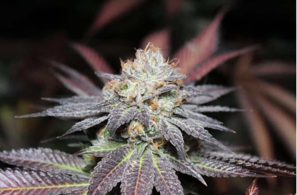 Violet Flame Cannabis Strain from Blue Roots Cannabis Co.