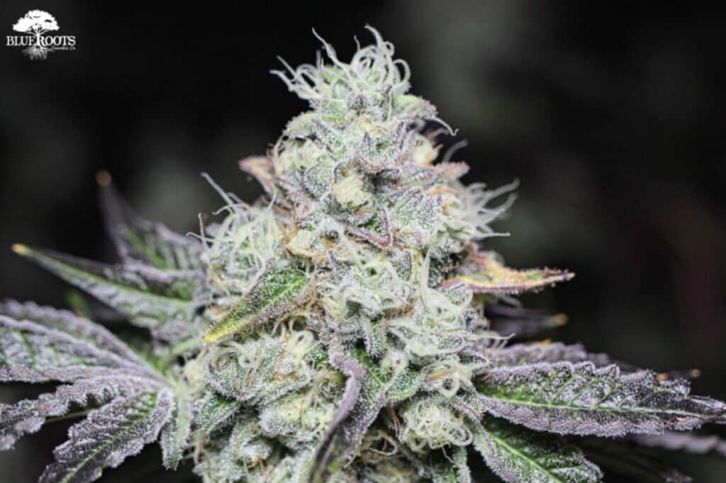 Wedding Cake Cannabis Strain From Blue Roots Cannabis Co.