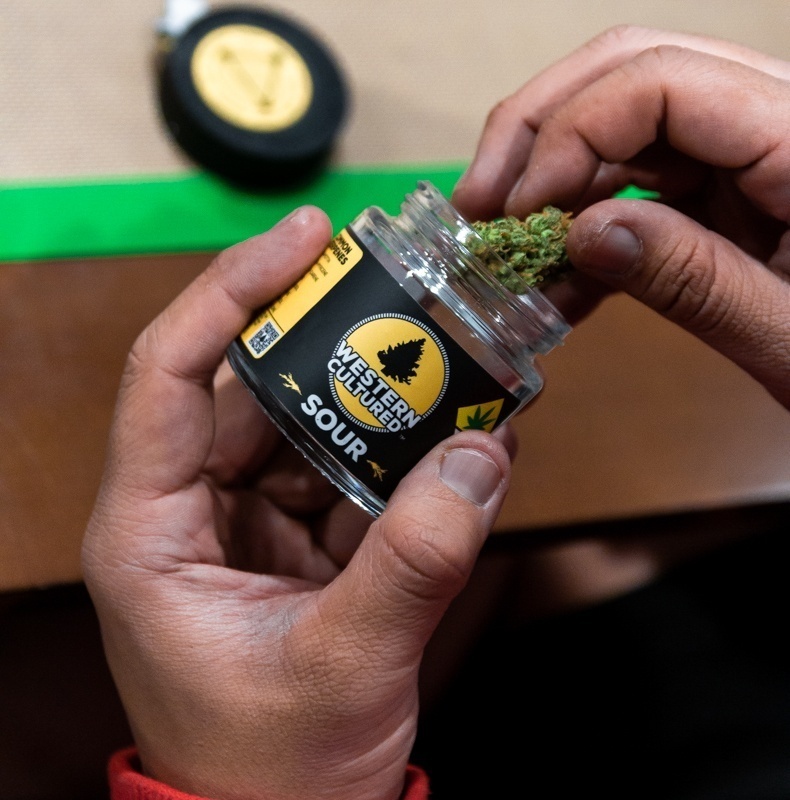 Western Cultured Cannabis Flower Being Pulled Out of Jar