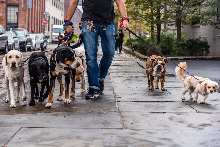 Person walking dogs to represent the strain dogwalker OG