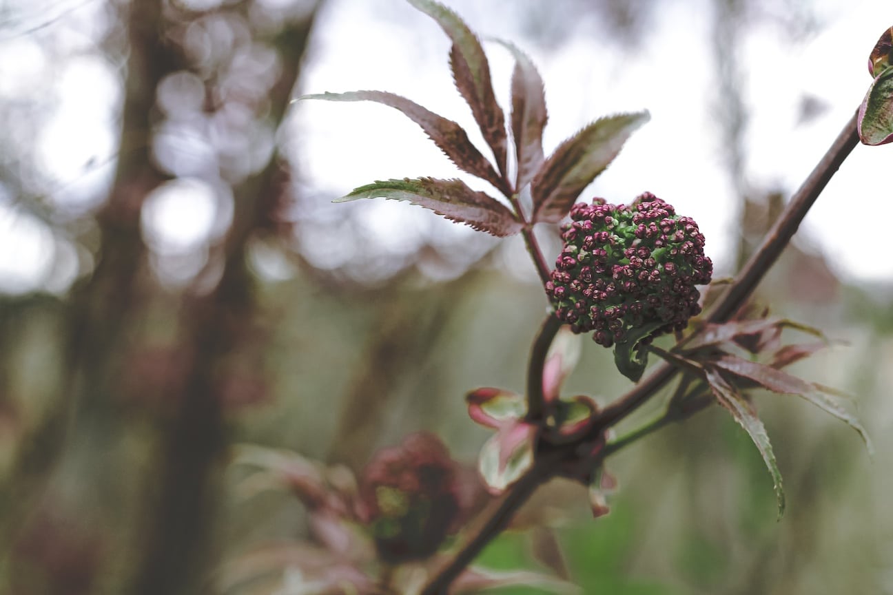Elderberry bush