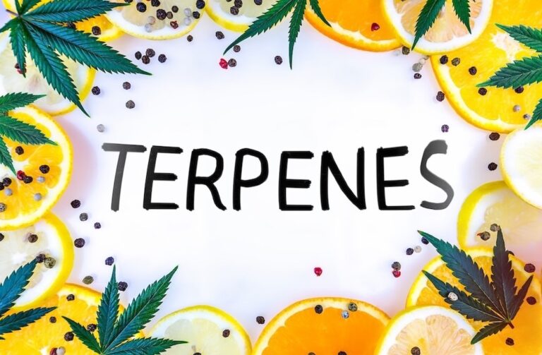 White board that reads "terpenes" surrounded by citrus fruits, peppercorns, and weed leaves