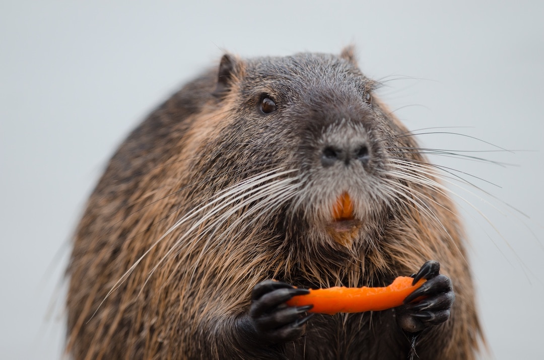 A closeup shot of a beaver eating fruit with a blurred background