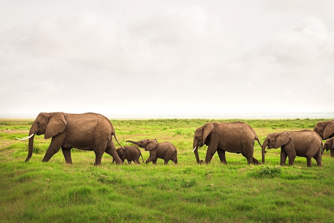 A line of elephants in the wild