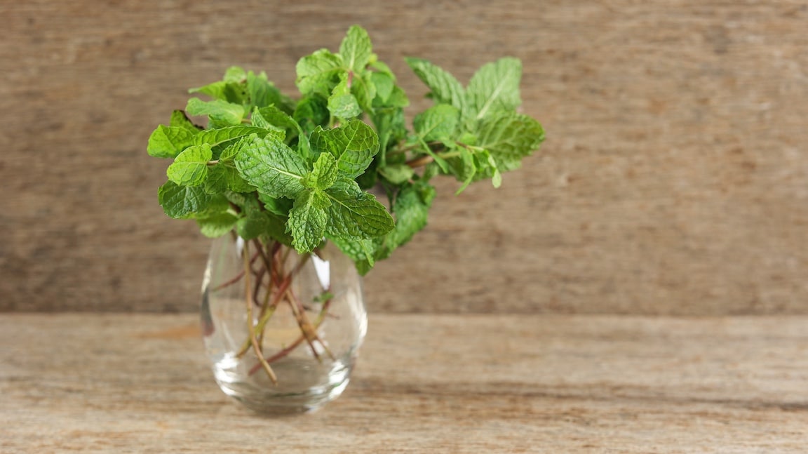 Mint leaves in a glass of water