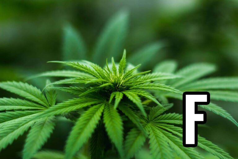 Cannabis Weed Plant and the Letter F