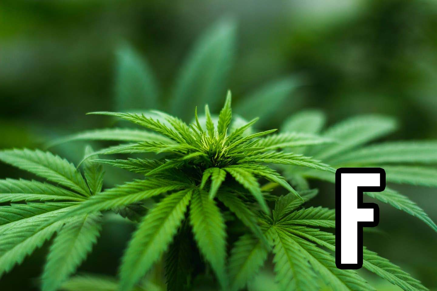 Cannabis Weed Plant and the Letter F