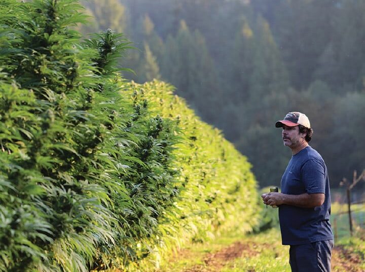 Drops Edibles Cannabis Flower Weed Farm