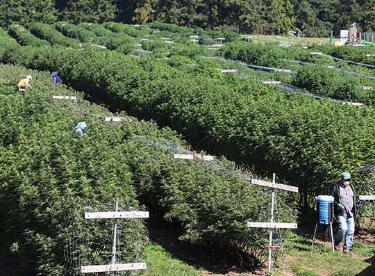 Drops Edibles Cannabis Weed Farm from a Distance