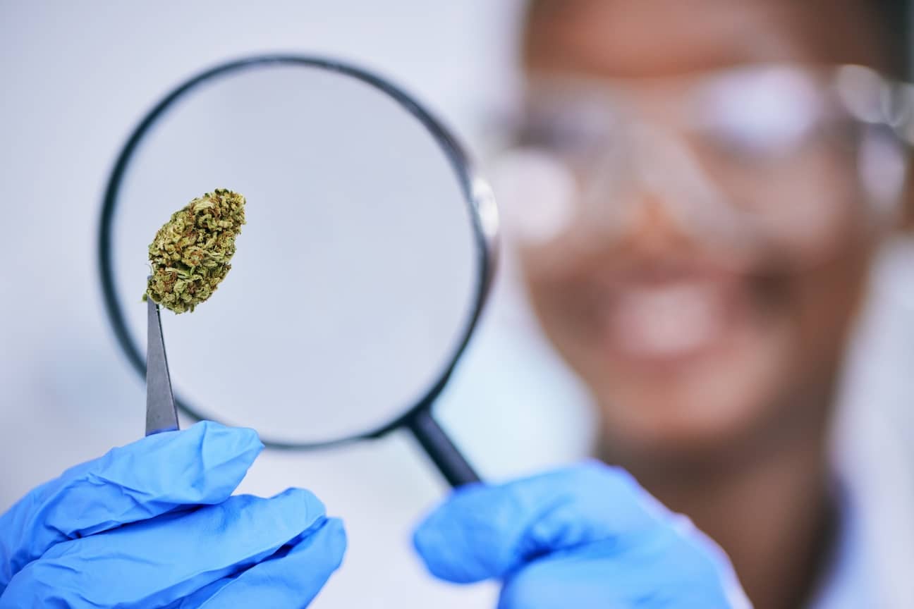 Scientist holding cannabis weed marijuana bud nug up to a magnifying glass
