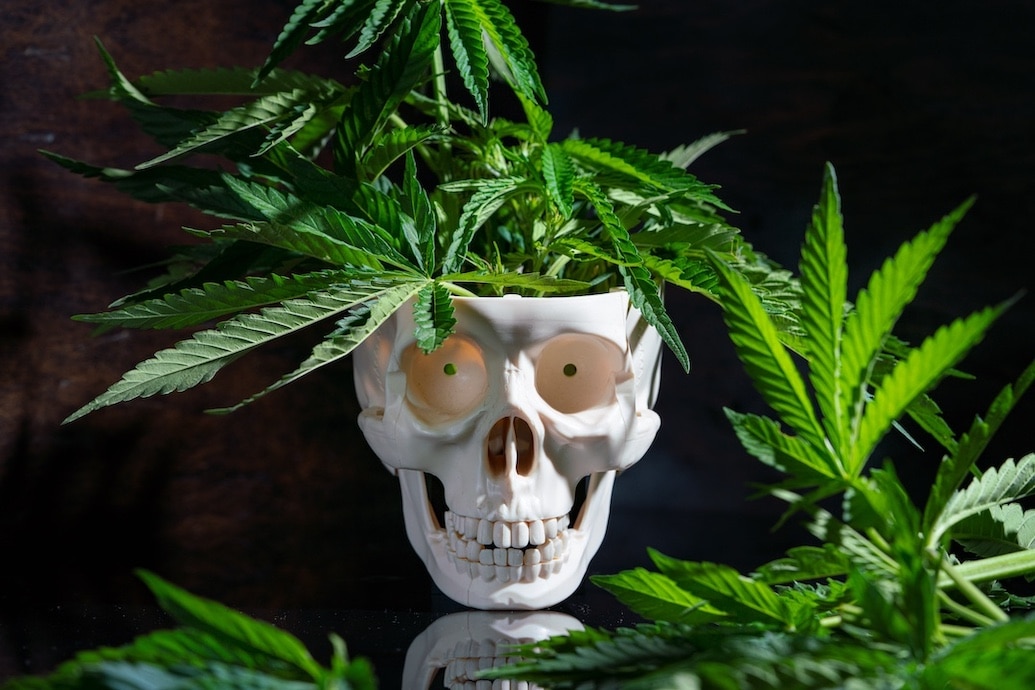 Skeleton with cannabis weed marijuana leaves coming out of its head