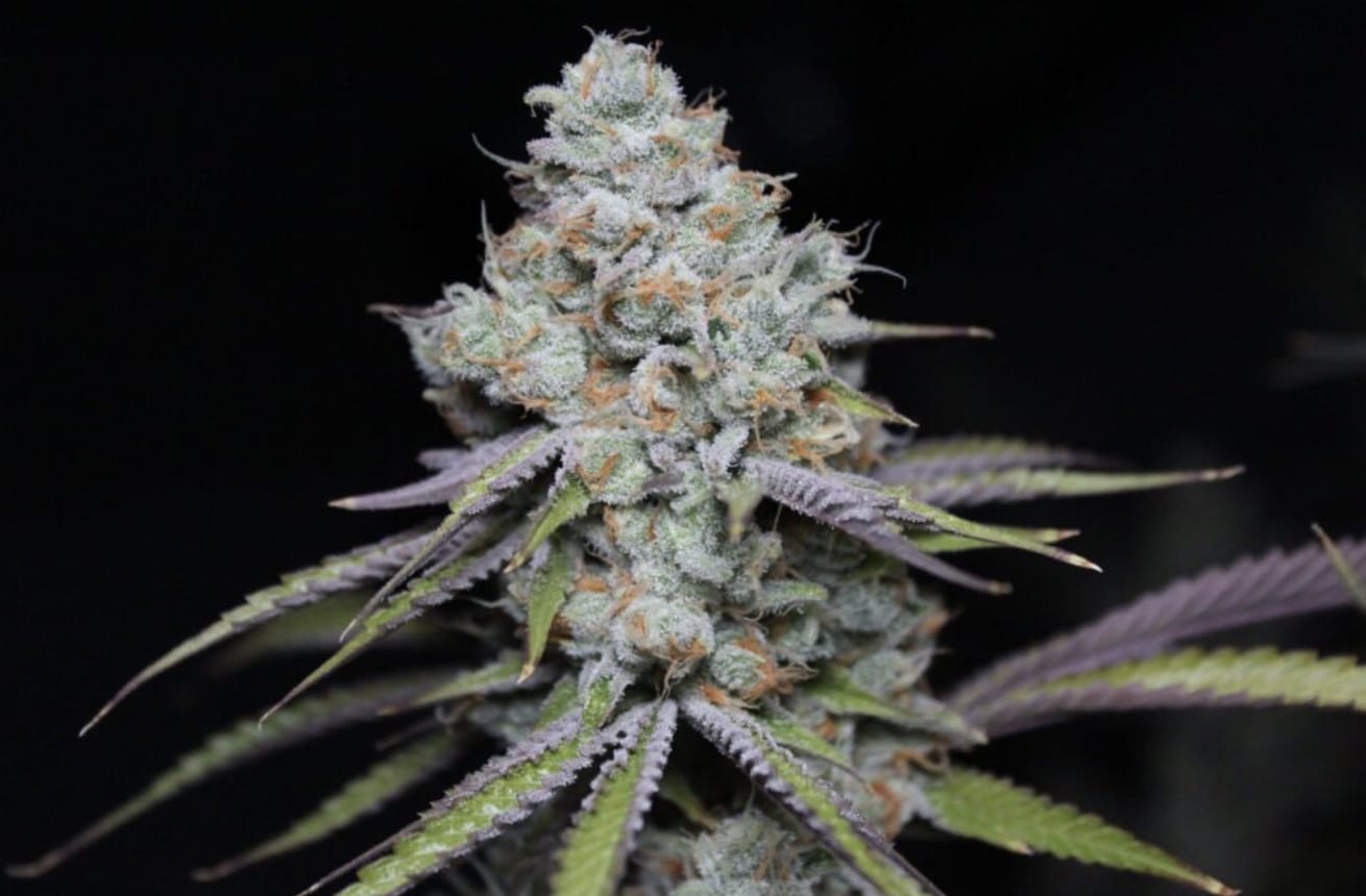 Trainwreck Cannabis Strain from Blue Roots Cannabis Co. Washington