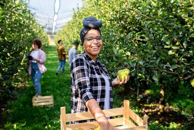 Person picking pears in an orchard